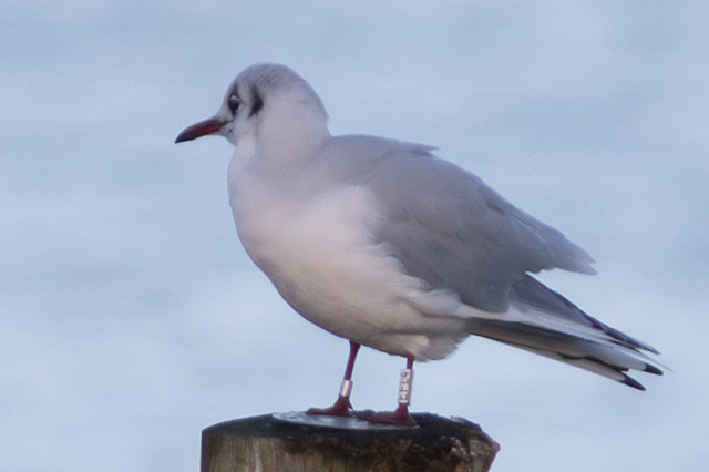Kokmeeuw